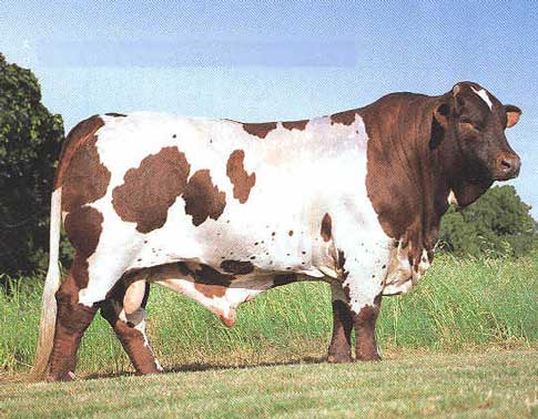 Sire Picture 1